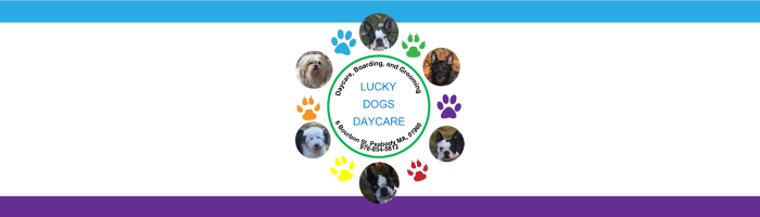 Streamlining the Lucky Dogs Daycare Website Design