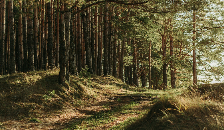 Supporting The Light Foundation Through Creative Technology