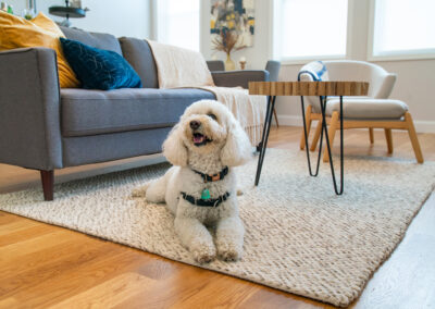Real Estate Photography Services | White poodle dog